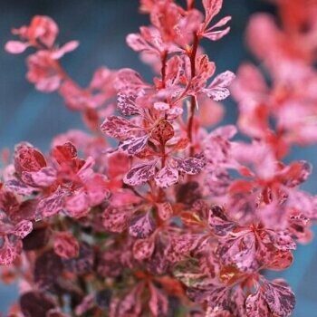 Барбарис тунберга 'Pink Queen'