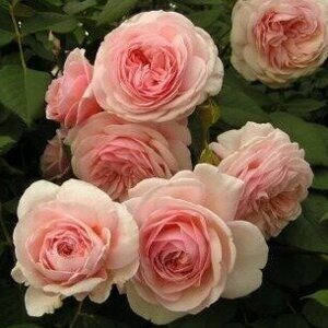 Роза "A Shropshire Lad"