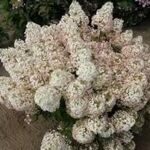 Гортензия метельчатая Бобо (Hydrangea paniculata Bobo)