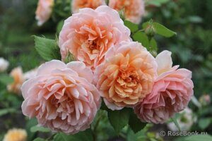 Роза "Grace"