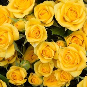 Роза "Yellow Babe"