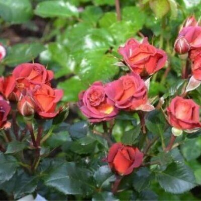 Роза "Tiramisu"