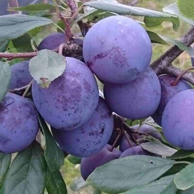 Слива "Ренклод советский"