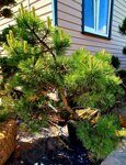 Сосна черная Pinus nigra Bonsai 1
