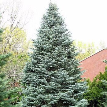 Пихта одноцветная (Abies concolor)