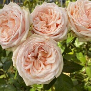 Роза "Sweet Catalina"
