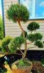 Сосна обыкновенная Pinus sylvestris Bonsai 3