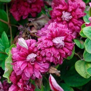Клематис «Purpurea Plena Elegans» (Пурпуреа Плена Элеганс)